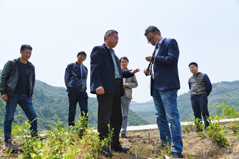 院長魏澗在茶園查看茶樹長勢.jpg