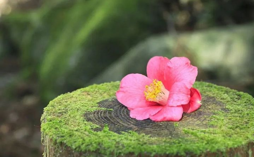 隨和是素質(zhì)，低調(diào)是修養(yǎng)，良心是底線